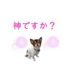 うちのまろスタンプ2（個別スタンプ：19）