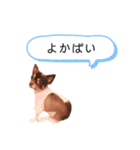 うちのまろスタンプ2（個別スタンプ：26）
