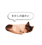 うちのまろスタンプ2（個別スタンプ：28）