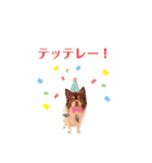 うちのまろスタンプ2（個別スタンプ：36）