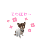 うちのまろスタンプ2（個別スタンプ：37）