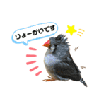 日常で使える 可愛いペットスタンプ（個別スタンプ：1）