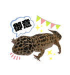 日常で使える 可愛いペットスタンプ（個別スタンプ：2）