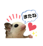 日常で使える 可愛いペットスタンプ（個別スタンプ：13）