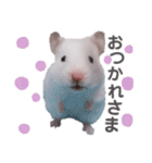 しろいカルちゃん（個別スタンプ：2）
