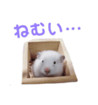 しろいカルちゃん（個別スタンプ：3）