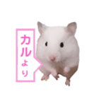しろいカルちゃん（個別スタンプ：4）