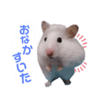 しろいカルちゃん（個別スタンプ：6）