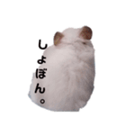 しろいカルちゃん（個別スタンプ：11）