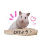 しろいカルちゃん（個別スタンプ：15）