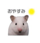 しろいカルちゃん（個別スタンプ：16）