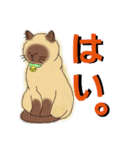 うちに出入りする野良猫たちの毎日2（個別スタンプ：3）