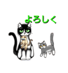 うちに出入りする野良猫たちの毎日2（個別スタンプ：4）