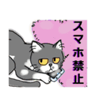 うちに出入りする野良猫たちの毎日2（個別スタンプ：15）