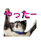 うちに出入りする野良猫たちの毎日2（個別スタンプ：27）