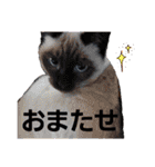 うちに出入りする野良猫たちの毎日2（個別スタンプ：28）