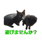 うちに出入りする野良猫たちの毎日2（個別スタンプ：30）