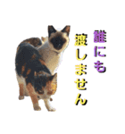うちに出入りする野良猫たちの毎日2（個別スタンプ：31）