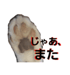うちに出入りする野良猫たちの毎日2（個別スタンプ：32）