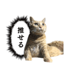 茶トラ猫チビタン2（個別スタンプ：1）