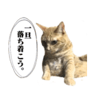 茶トラ猫チビタン2（個別スタンプ：2）