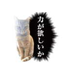 茶トラ猫チビタン2（個別スタンプ：4）