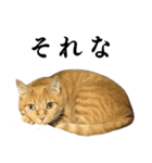 茶トラ猫チビタン2（個別スタンプ：10）