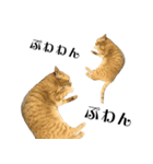 茶トラ猫チビタン2（個別スタンプ：15）