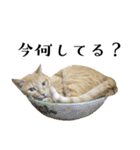 茶トラ猫チビタン2（個別スタンプ：16）