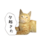 茶トラ猫チビタン2（個別スタンプ：18）