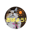 ネコちゃんと日常生活。（個別スタンプ：1）