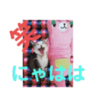ネコちゃんと日常生活。（個別スタンプ：2）