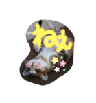 ネコちゃんと日常生活。（個別スタンプ：7）