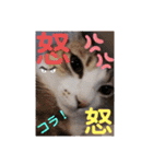 ネコちゃんと日常生活。（個別スタンプ：11）