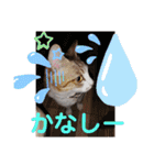 ネコちゃんと日常生活。（個別スタンプ：12）