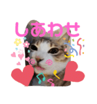 ネコちゃんと日常生活。（個別スタンプ：13）