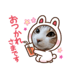 ネコちゃんと日常生活。（個別スタンプ：17）