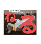 ネコちゃんと日常生活。（個別スタンプ：21）