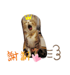 ネコちゃんと日常生活。（個別スタンプ：22）