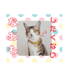 ネコちゃんと日常生活。（個別スタンプ：23）