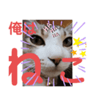 ネコちゃんと日常生活。（個別スタンプ：26）