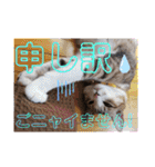 ネコちゃんと日常生活。（個別スタンプ：27）