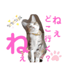 ネコちゃんと日常生活。（個別スタンプ：28）