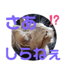 ネコちゃんと日常生活。（個別スタンプ：30）