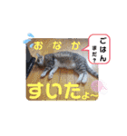ネコちゃんと日常生活。（個別スタンプ：31）