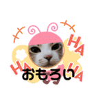 ネコちゃんと日常生活。（個別スタンプ：36）