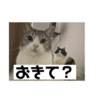 タイガーとよそもの日和（個別スタンプ：2）