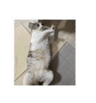 タイガーとよそもの日和（個別スタンプ：3）