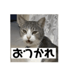 タイガーとよそもの日和（個別スタンプ：5）