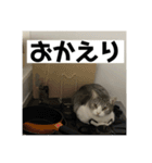 タイガーとよそもの日和（個別スタンプ：7）